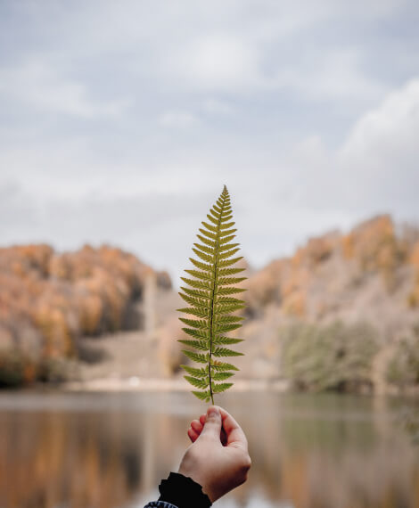 Bengaluru Living Guide Leaf